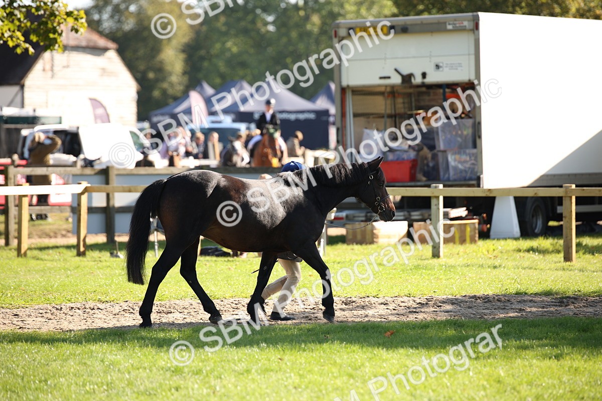 SBM_36567 - S10 - Best In Hand Horse & Pony