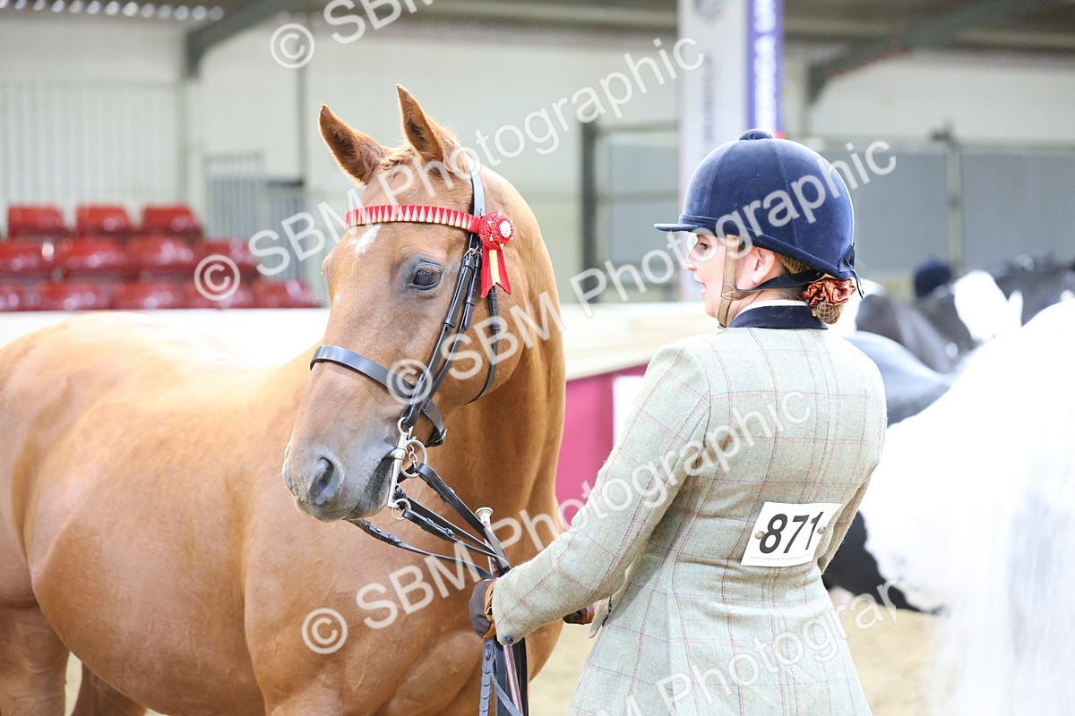 SBM_23353 - Class 903 - Supreme Final - IH Pre Vet