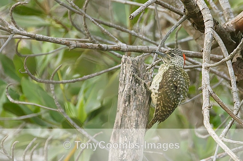 Golden-tailed Woodpecker - The Gambia