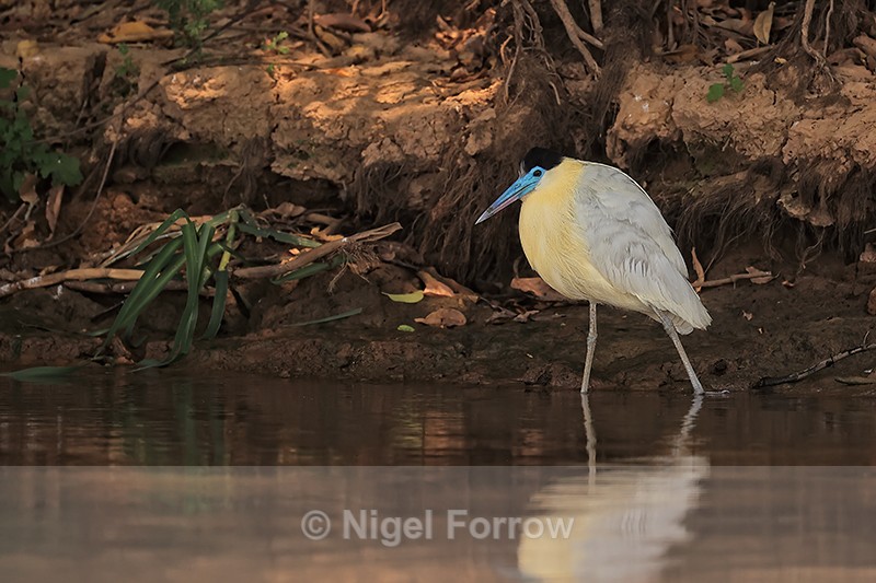 Capped Heron wading, side view, Pantanal, Brazil - Capped Heron