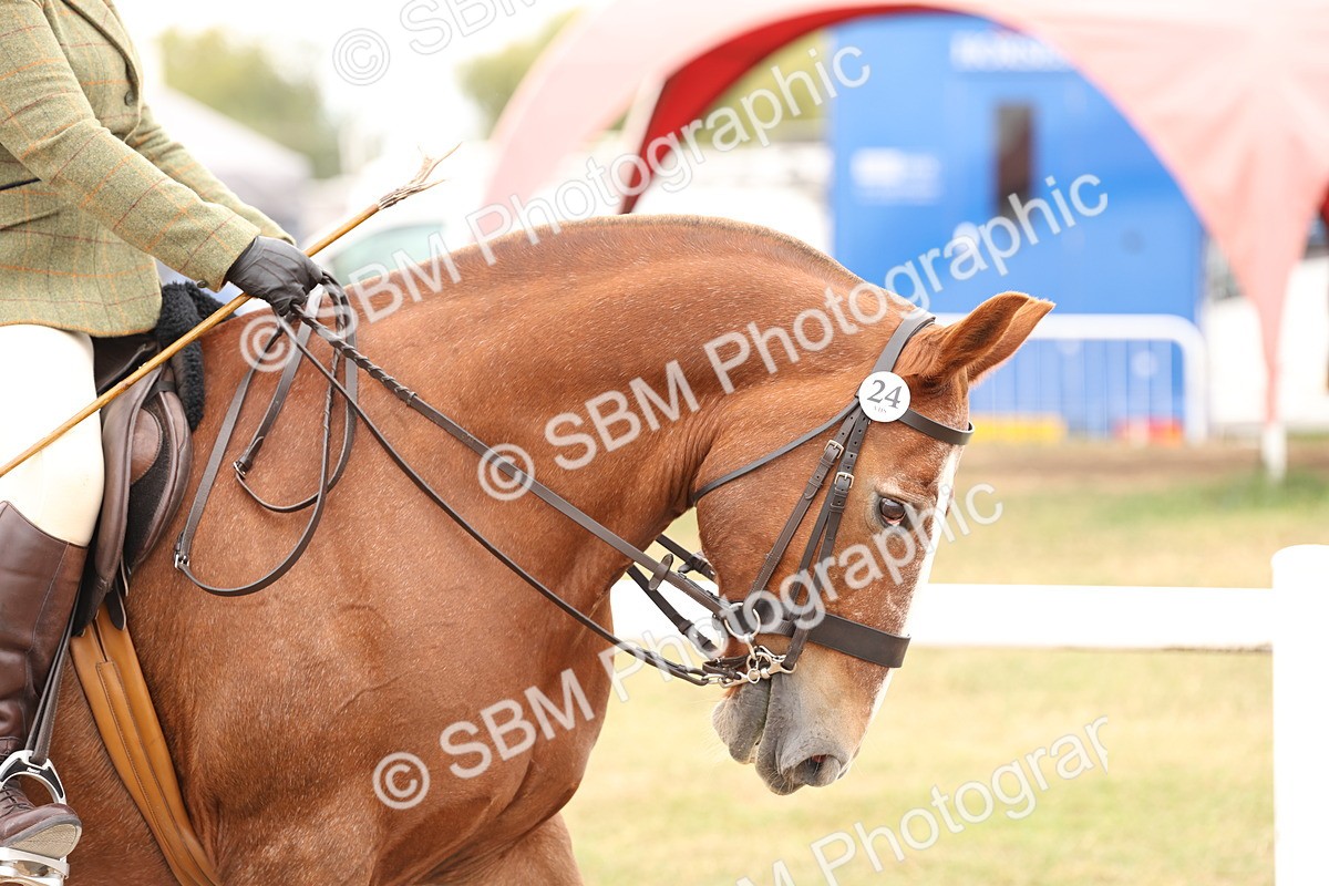 SBM_19481 - Class 215 - Ridden Show cob