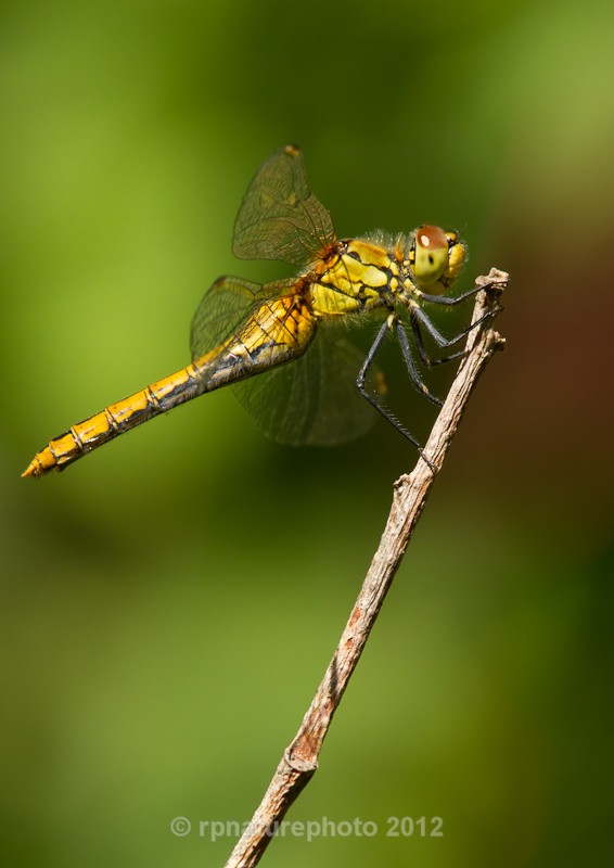 Ruddy Darter - Sympetrum sanguinem RPNP0016 - Insects & Spiders