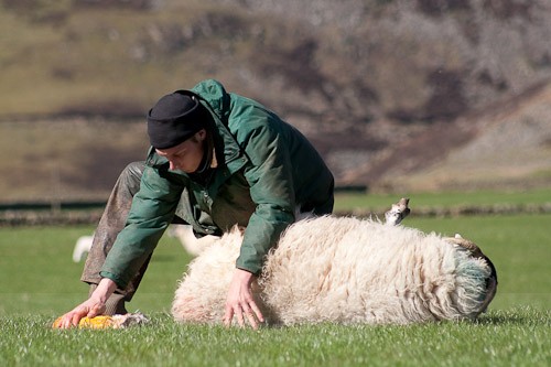 5 - The Lambing
