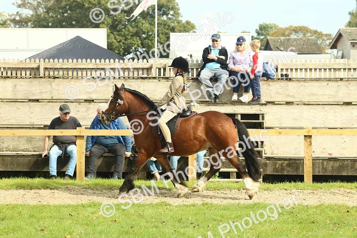 SBM_69051 - S58 - Mini Show Cob Ridden