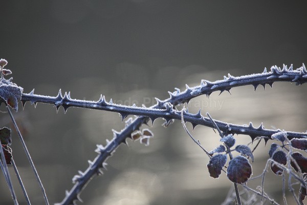 Winter plants_ FL077 - Wild Flowers,  plants & Fungus photography, Great Britain