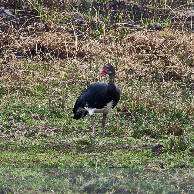 Spur-winged Goose - Spur-winged Goose