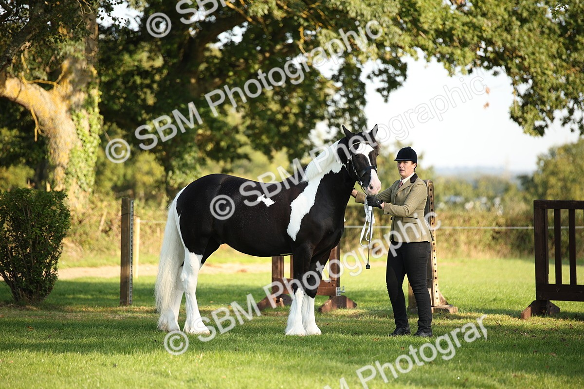 SBM_58671 - S51 - Piebald & Skewbald Horse In Hand