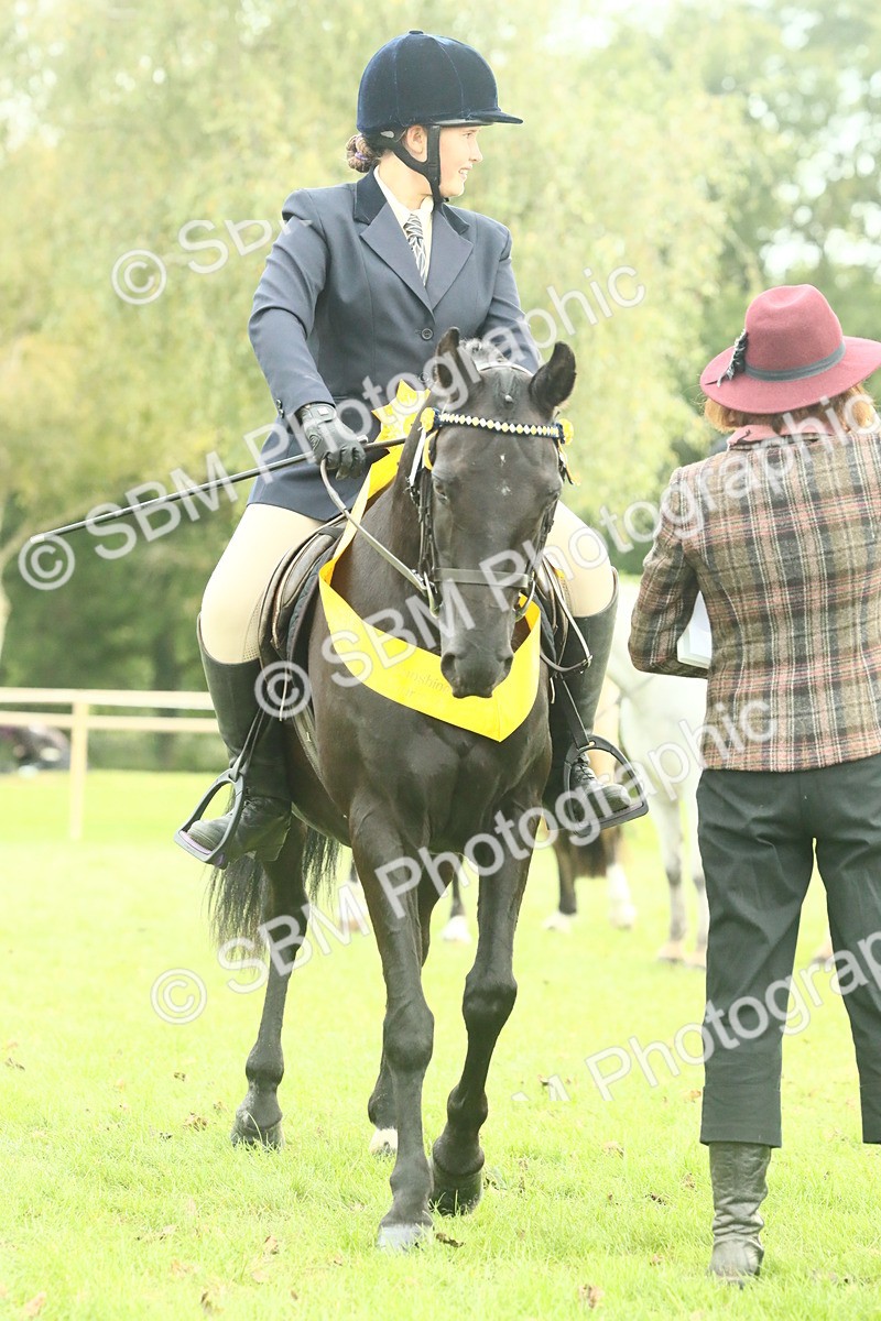 SBM_74134 - S 61 - Show Pony & Show Hunter Pony Ridden