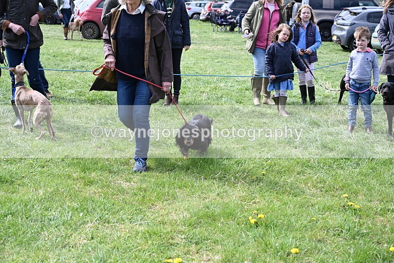 WJ6_8977 - Class 8 Best Working / Gun Dog or Bitch