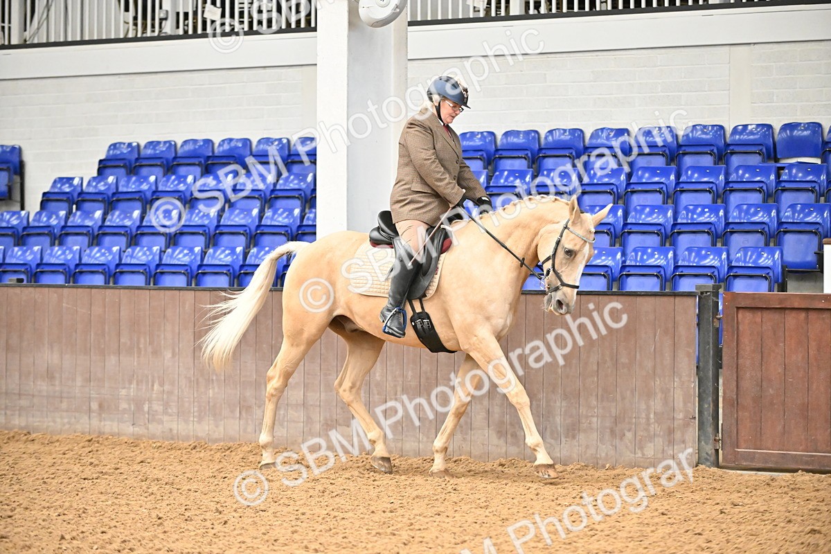 SBM_001447 - Class 19,20 - Ridden Native, Foreign Breeds & Warmbloods