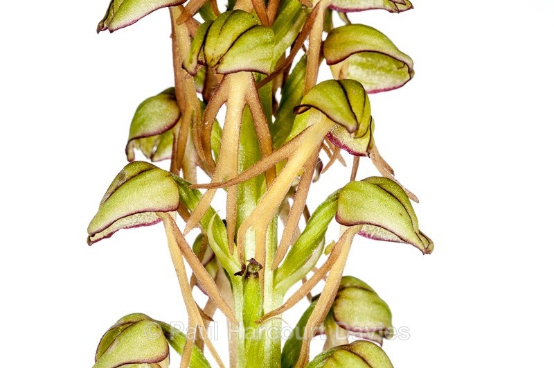  - WB: Orchids - Orchis