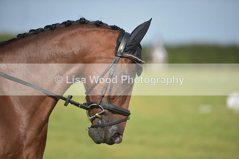 RAY_7556 - Class 2B: Trekenning Open: Dressage