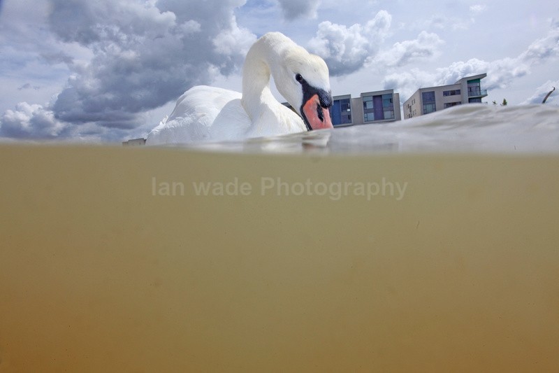 Urban Swans in Bristol Marina_0011 - Birds, swans and gulls