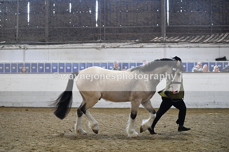 WJ5_4509 - Class 3 Part Bred In hand