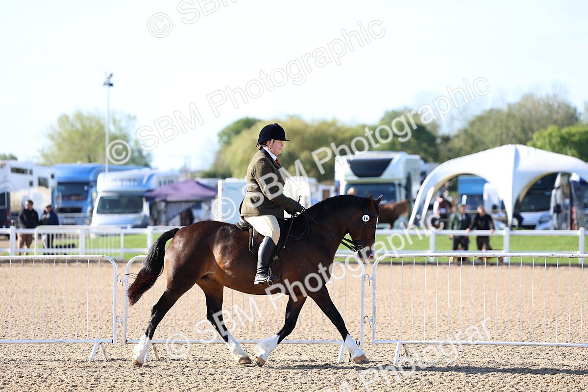 SBM_08739 - Class 302 - Ridden M&M - Large Breeds