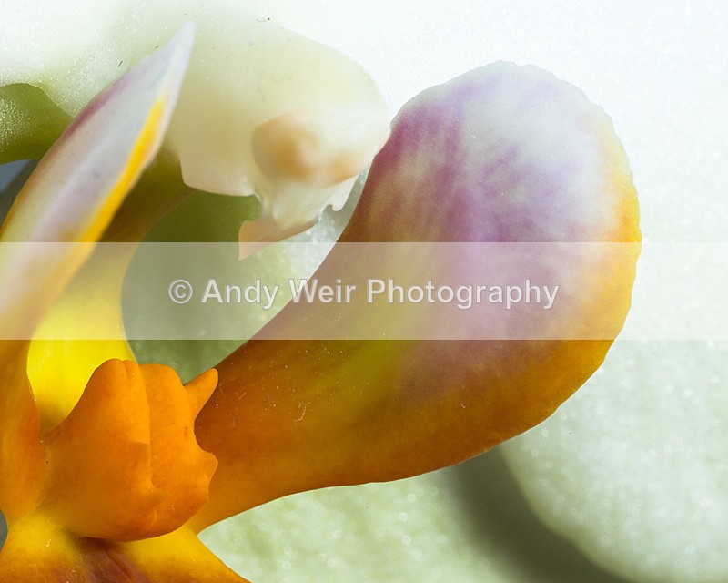 20140512-3K8A1291 - Plants & Flowers