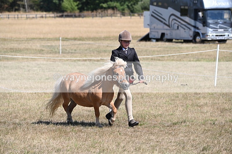 WJ6_8608 - Class 37b Best Loan Pony In-hand