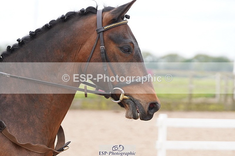 250419-140458-11164 - 608-Jodi.Cameron-WILLOWAY.HANDSOME.HARRY