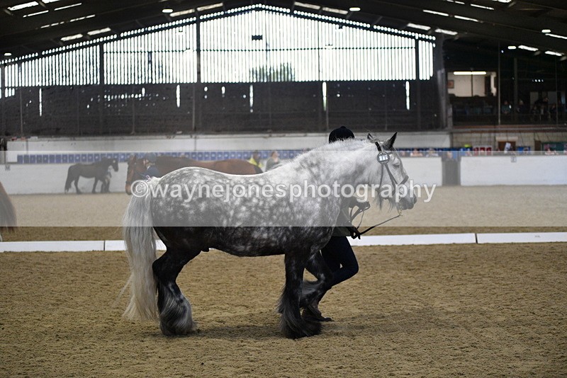 WJ5_4323 - Class 6 In hand M&M - Large Breeds