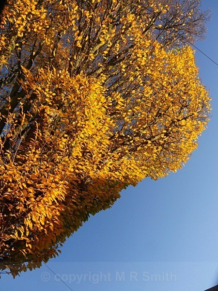 'Urban Gold' In Southall,Ealing - LANDSCAPES & TREES