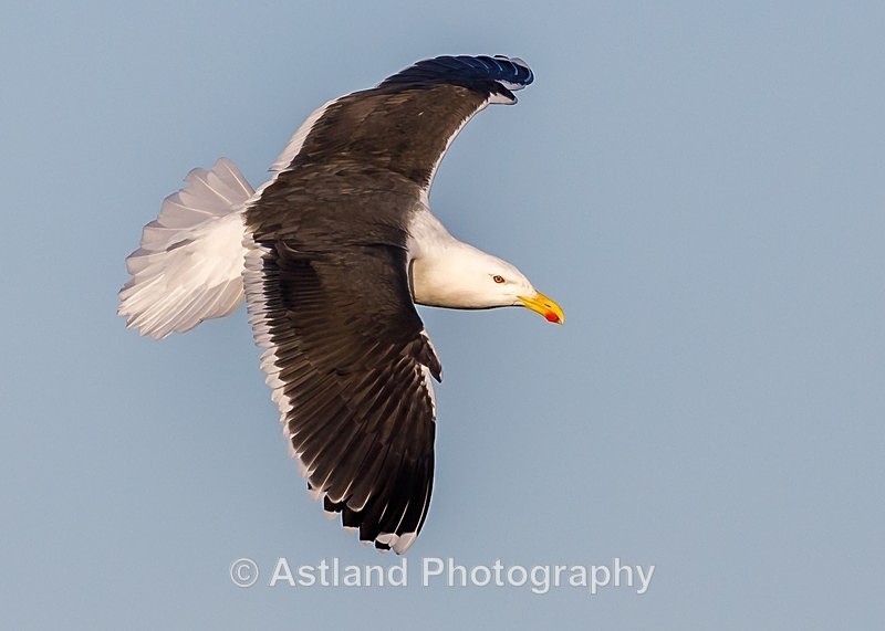 Astland Photography, Bird and Wildlife Images.