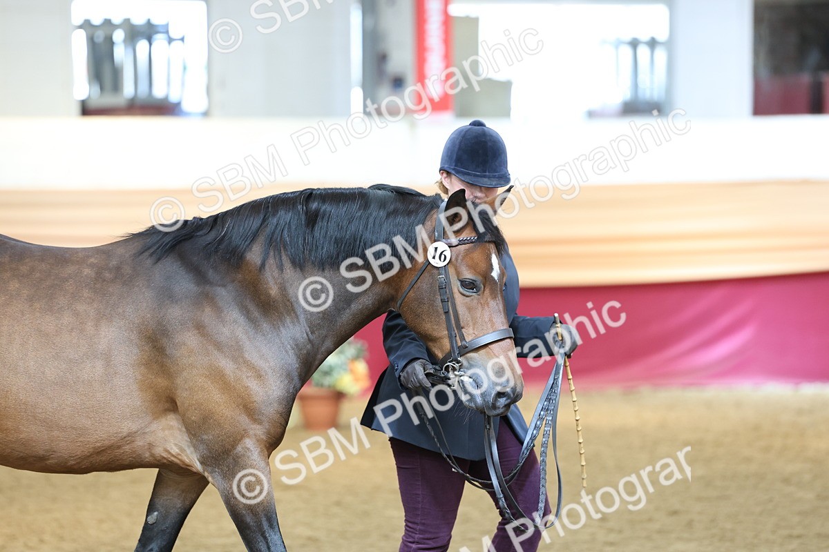 SBM_23359 - Class 903 - Supreme Final - IH Pre Vet