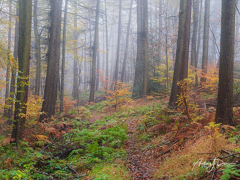  - Woodland
