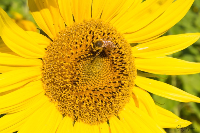 Sunflower and Bee 9
