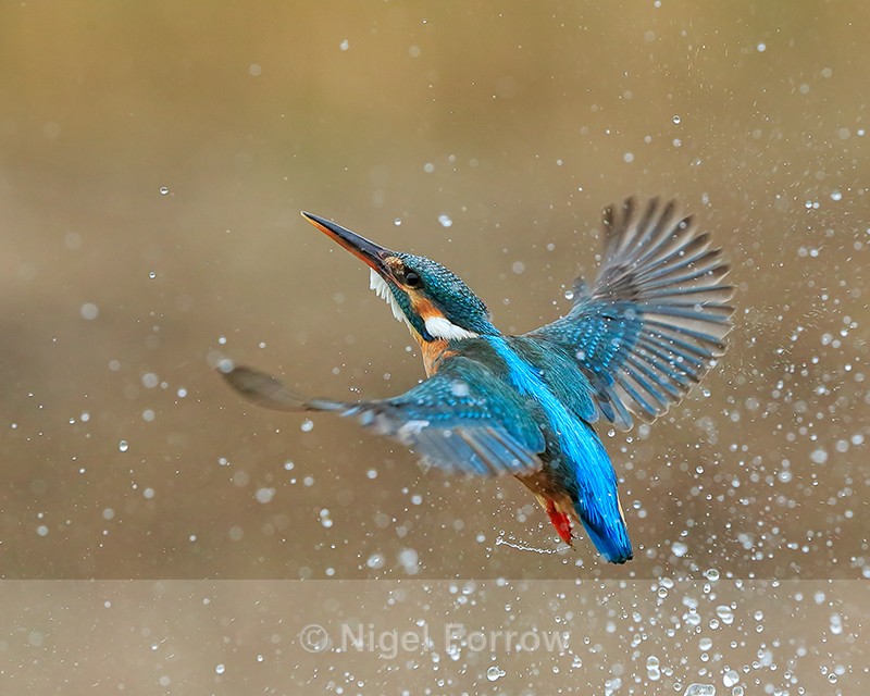 Kingfisher (female) takes off, Scotland - Kingfisher