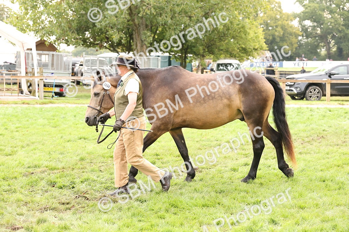 SBM_56268 - S55 - Other Coloured Horse In Hand