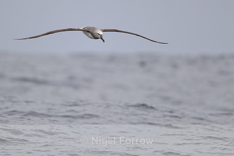 Salvin's Albatross gliding over ocean, Chile - Salvin's Albatross