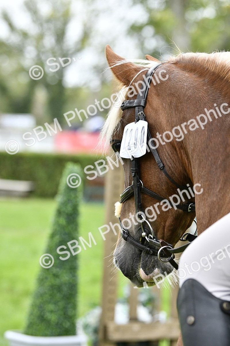SBM_41363 - S32 - Mountain & Moorland Working Hunter Pony