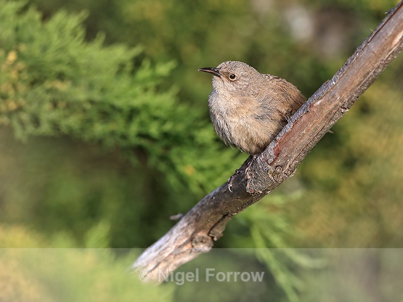 Cobb's Wren, Carcass Settlement, Falklands - Cobb's Wren