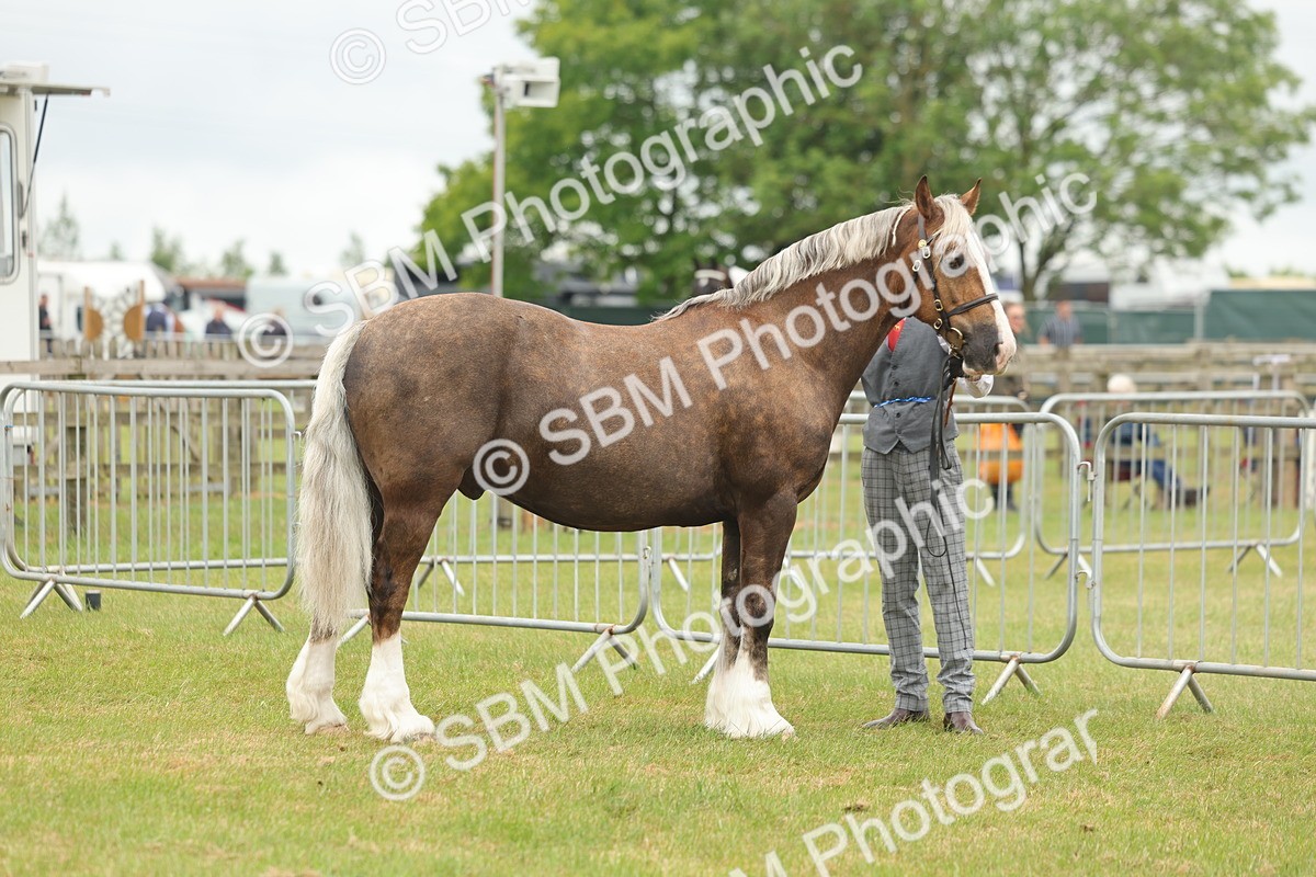 SBM_04874 - Class 50-57 - M&M Welsh Pony In Hand