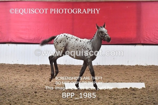 BPP_1985 - AFTERNOON 12.30 - 3.30PM