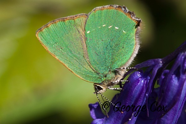 Green Hairstreak at Priddy Minories