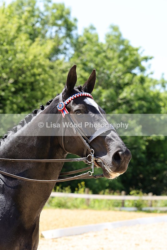 1X9A1916 - Class 12: Ridden Riding Horse/Hack