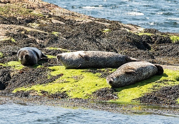 Loch Linnhe-7-seals - Scotland