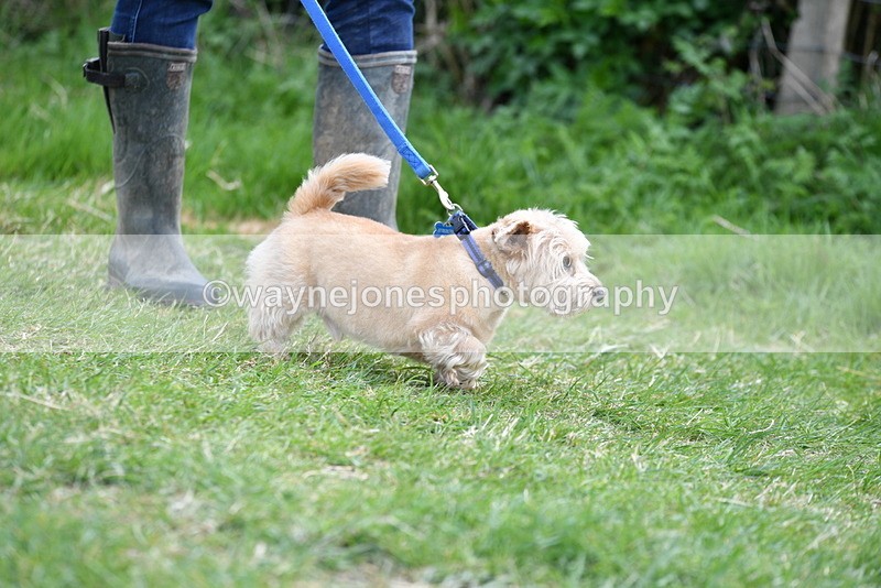 WJ5_0242 - Class 7 Best Terrier