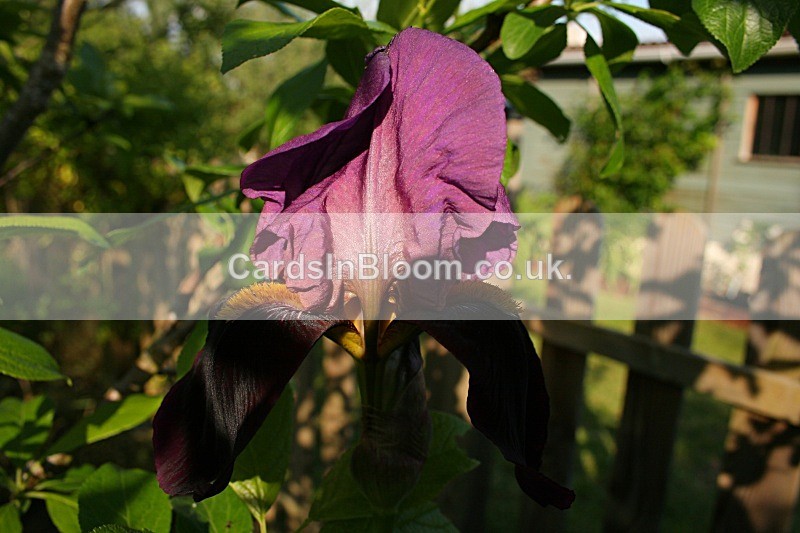 Iris 1045 - IRISES