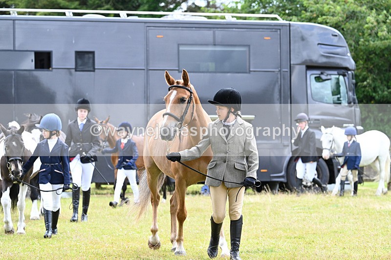 WJ7_6547 - Class 5 Handsome Gelding in hand