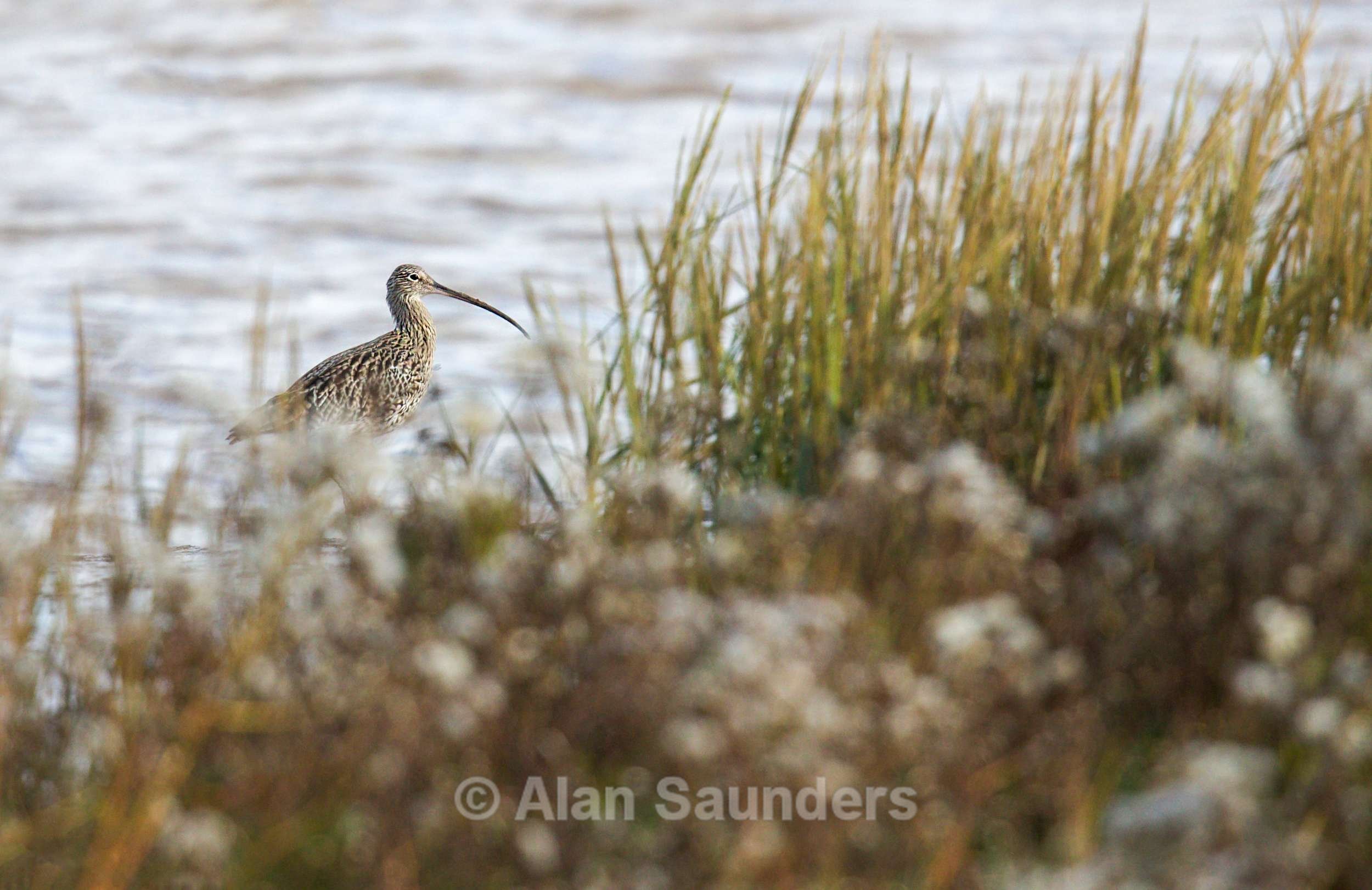 Eurasian Curlew 4