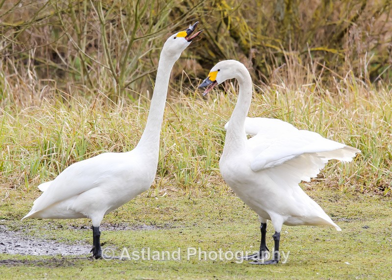 Astland Photography, Bird and Wildlife Images, Susan and Peter Wilson, U.K.