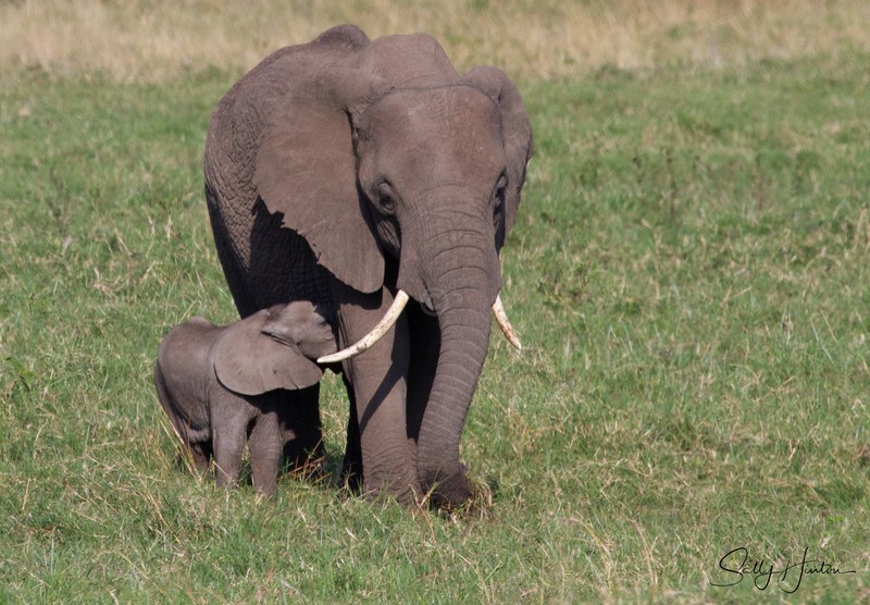 Masai Mara Elephants 13