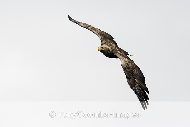 White-tailed Eagle - The Boat Trip  Mull