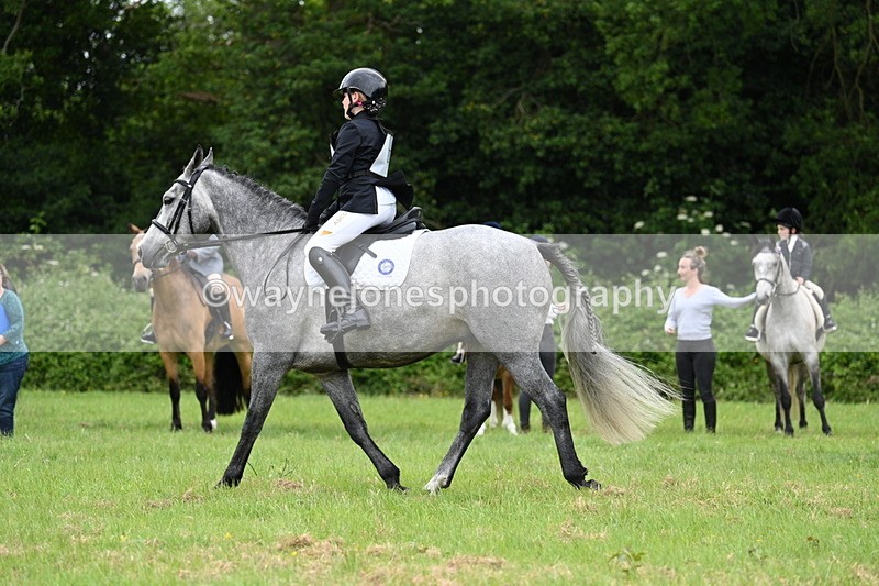 WJ7_3968 - Class 14A Handsome Gelding