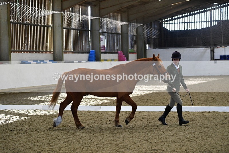 WJ5_3669 - Class 5 In Hand Veterans