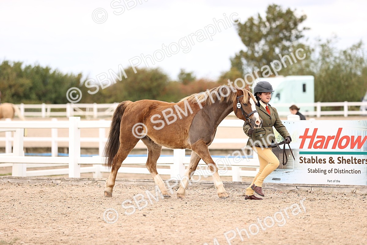 SBM_15997 - Class 417 - Handsomest Gelding (IH or Ridden) Jnr