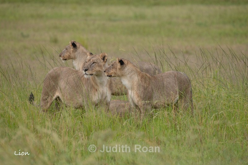  - South Africa Birds and Mammals