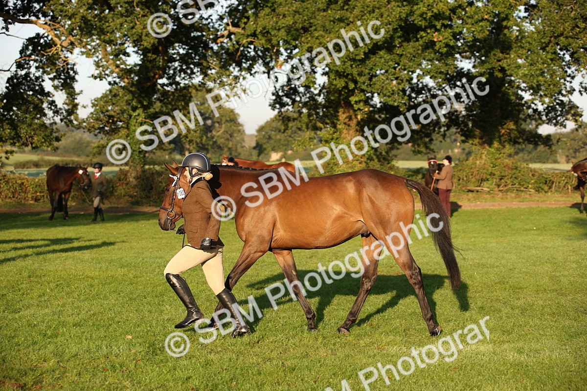 SBM_56904 - S49 - Riding Horse & Hack & Thoroughbred In Hand